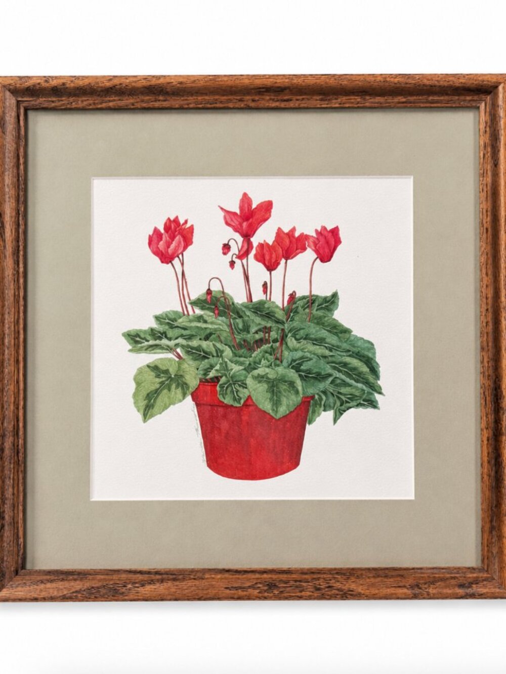 Vintage Framed Botanical Vintage Cyclamen Print – Wood Frame & Matting